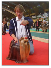 Adorable photo d'un Yorkshire de Monderlay, une douceur canin