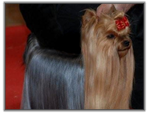 Yorkshire Terrier au CACIB d'Amien