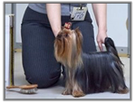 Yorkshire Terrier au Baltic Show