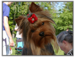 Yorkshire Terrier à Lithuania