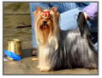 Yorkshire Terrier au SPRING 2010