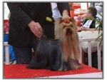 Yorkshire Terrier au CACIB de Lyon