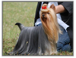 Yorkshire Terrier au CACIB d'Ajacci