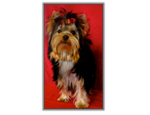 Yorkshire Terrier au CACIB de Douai