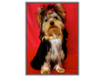 Yorkshire Terrier au CACIB de Douai