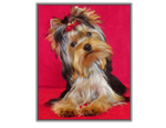 Yorkshire Terrier au CACIB Spéciale de race de La Rochelle