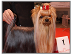 Yorkshire Terrier au CACIB de Metz