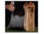 Yorkshire Terrier au CACIB de Bordeaux