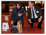 Yorkshire Terrier au CACIB Spéciale de Race de Périgueux