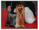 Yorkshire Terrier au CACIB de Lyon spéciale de race