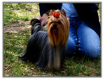 Yorkshire Terrier au CAC Spéciale de Race