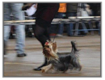 CH D'ont Stop du Domaine de Monderlay au National Dog Show BelloRussie (Minsk)