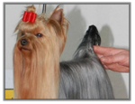 Le Yorkshire Terrier au CACIB de Colmar spéciale de race