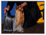 Yorkshire Terrier au CACIB du Luxembourg