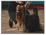 Yorkshire Terrier au National Dog Show BelloRussie (Minsk)