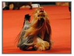 Yorkshire Terrier du CACIB de Lyon