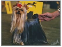 Photo d'un Yorkshire de Monderlay, une plénitude canine